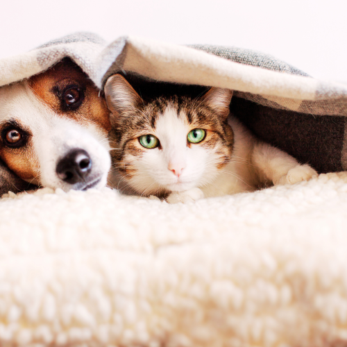 dog and cat cuddling